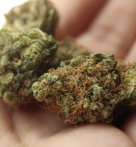 blunts of marijuana